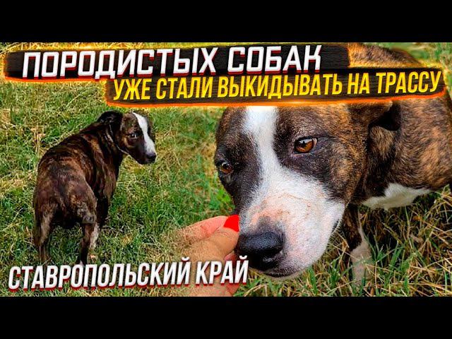 Как она напугана Не понимает за что с ней так. Очередная хвостатая находка на трассе♀️