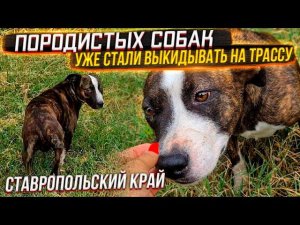 Как она напугана Не понимает за что с ней так. Очередная хвостатая находка на трассе♀️