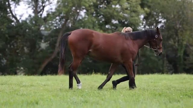 2021 October Yearling Sale - Lot 486 f. NATHANIEL x ATLANTIC EDGE смотреть онлайн