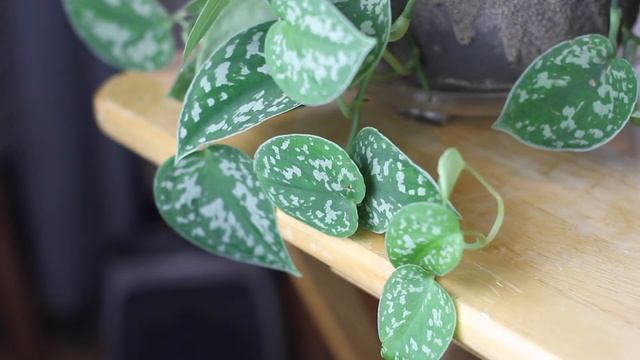 Scindapsus pictus "Satin Pothos" Care | A Plant A Week смотреть онлайн