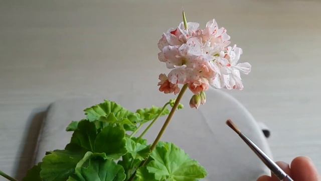 제라늄 수정하기 geranium plants crossbreeding смотреть онлайн