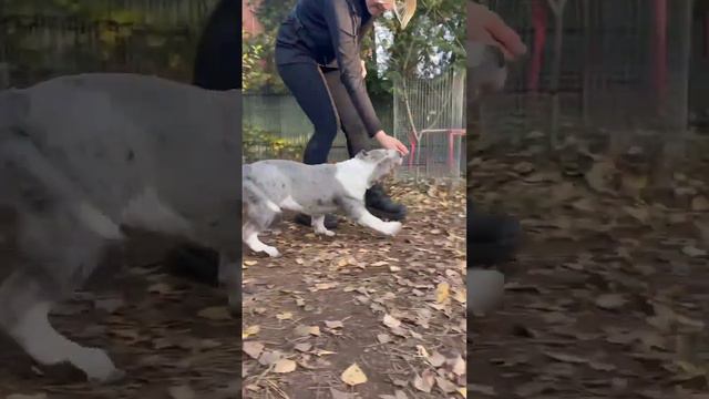 Голубоглазый амбулли, редкий окрас Голубой Мерль Триколор, 4 месяца. Ждёт пап-мам❤ #амбулли #мерль смотреть онлайн