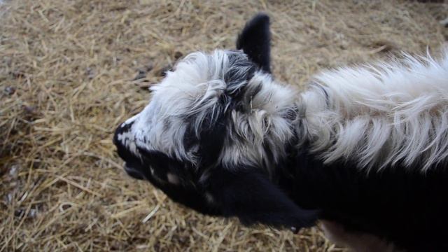 Небольшие новости по нашему небольшому хозяйству. смотреть онлайн