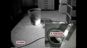 Как поймать крысу?