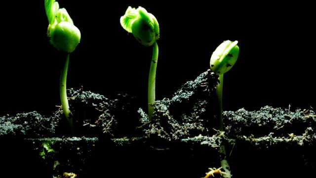 Psalm 26 | Audio Bible| Time lapse plants growing | Relax while you listen to the WORD of God (KJV) смотреть онлайн