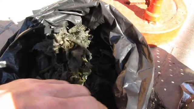 Ферментация трав для чая. Крапива, лист клубники и цветы боярышника. смотреть онлайн