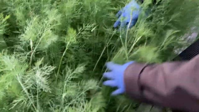 Гигантский укроп на теплых грядках из обычных семян. Сбор урожая зелени с грядки. смотреть онлайн