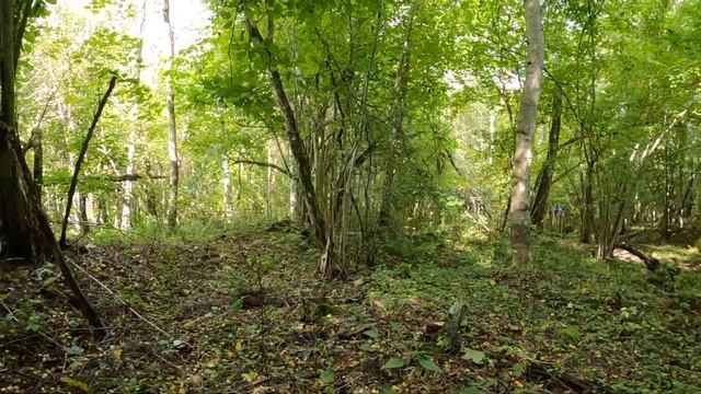 Сегодня посмотрю, появились ли опята в нащих лесах на горках смотреть онлайн