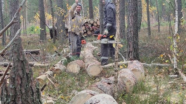Первый Раз в Жизни Валю Лес ? Самозаготовка! Режем Дрова и Валим Лес! Деревня 2023 смотреть онлайн