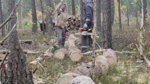 Первый Раз в Жизни Валю Лес ? Самозаготовка! Режем Дрова и Валим Лес! Деревня 2023