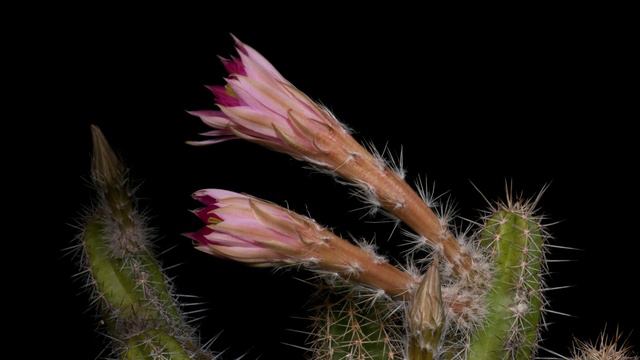 Time Lapse Echinocereus scheeri, Mexico, Chihuahua, Moris (4K) смотреть онлайн