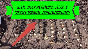 Как вырастить лук с чесночным ароматом?!#лук#выраститьлук#луксчесночнымароматом#лукназелень#лукнагря