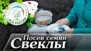 Посев семян свеклы. Когда сажать свеклу в открытый грунт.
