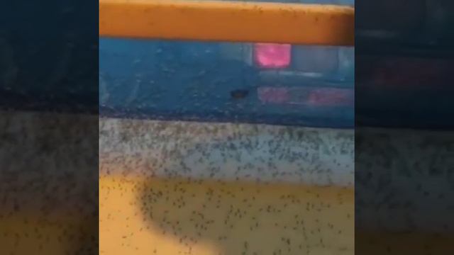 🦟🦟🦟В КРАСНОЯРСКЕ НАЧАЛОСЬ НАШЕСТВИЕ НАСЕКОМЫХ. смотреть онлайн