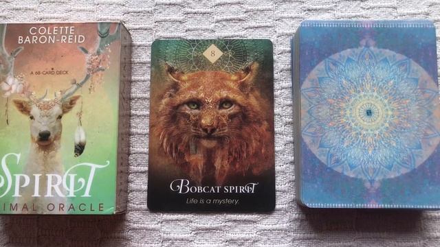 The Spirit Animal Oracle 08/68 Bobcat guide book audio description смотреть онлайн