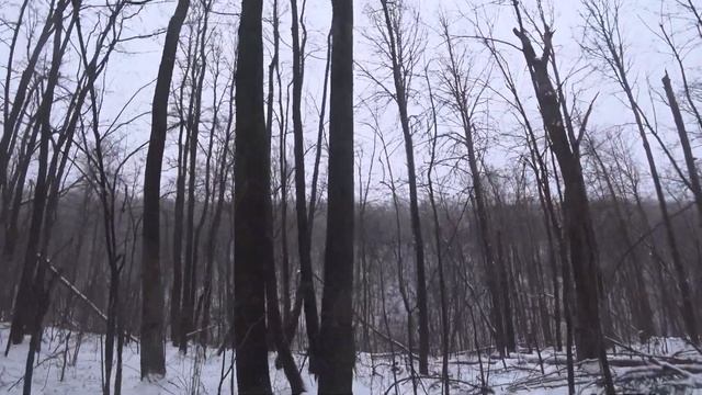 Поход в лес за шиповником вместе с Саньком. Следы кабана. Отвар на талой воде и живом огне костра. смотреть онлайн