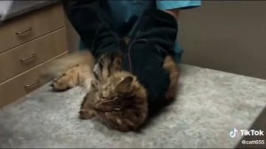 Видео не моё, но вителинары думаю запомнили этот день навсегда🐈🤔