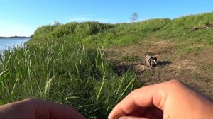 Ловля щуки на воблер Понтон 21 Каблиста! Рыбалка на реке, спиннинг. Мелкая щука на воблер!