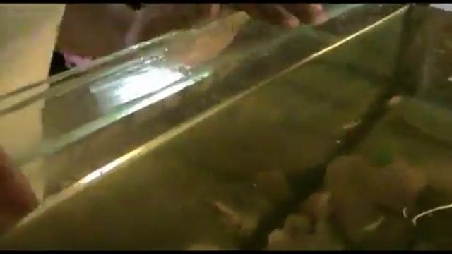 Чистка большого аквариума смотреть онлайн