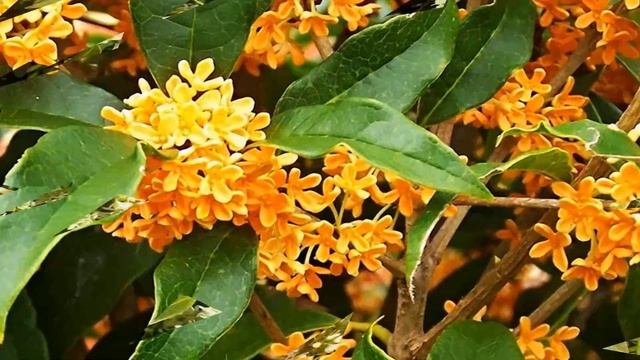 Osmanthus Flower (HD1080p)