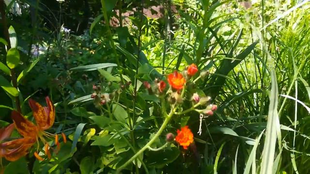 Распродажа пионов и гераней минус 80 процентов! Ну как тут удержаться... смотреть онлайн