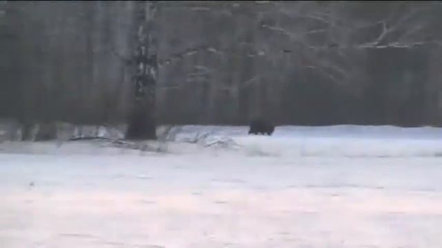 кабаны 2. смотреть онлайн