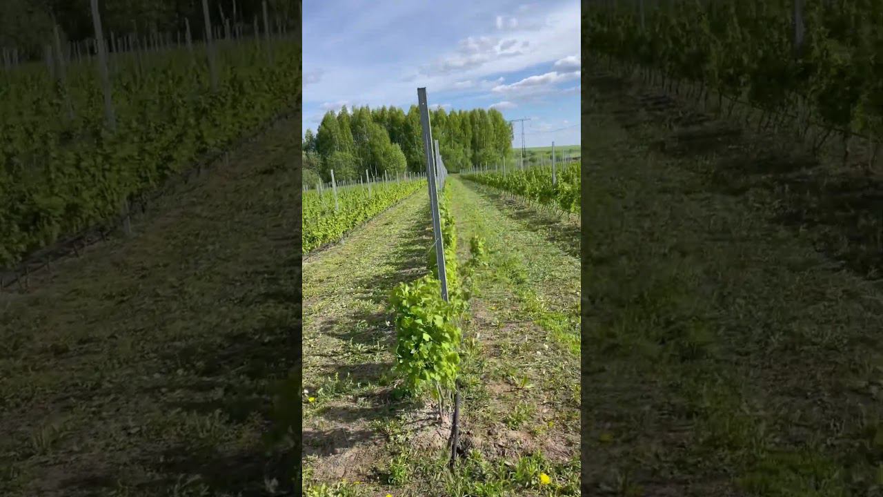 Плантация красной смородины. Redcurrant. #agriculture смотреть онлайн