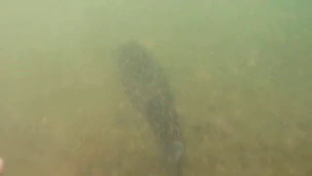 Судак боится щекотки смотреть онлайн