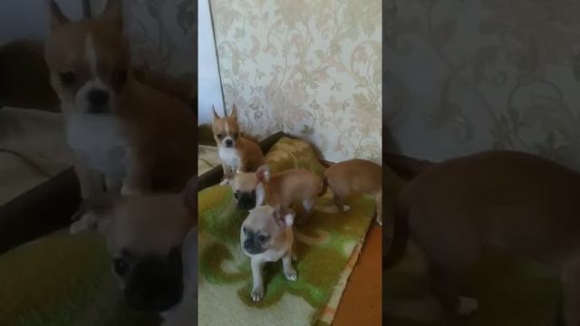 рыжий с чёрной мордашкой мальчик и голубая девочка чихуахуа продам щенков Мини собачки Симферополь смотреть онлайн
