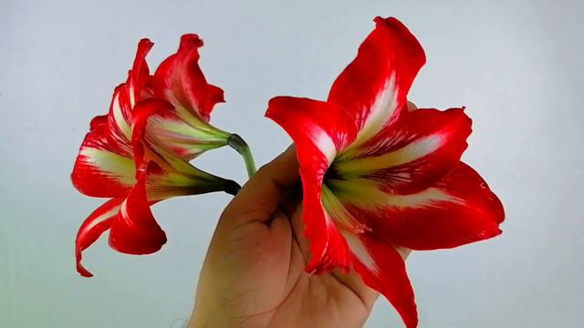hippeastrum que hacer cuando florecen chuyito jardinero смотреть онлайн