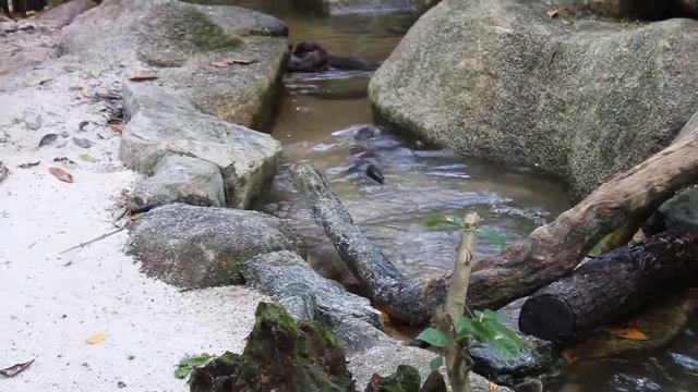 Brisk Asian Otters (Singapore Zoo) / Юркие Азиатские Выдры (Сингапурский Зоопарк) смотреть онлайн