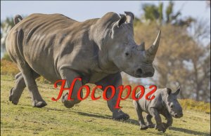 Носорог