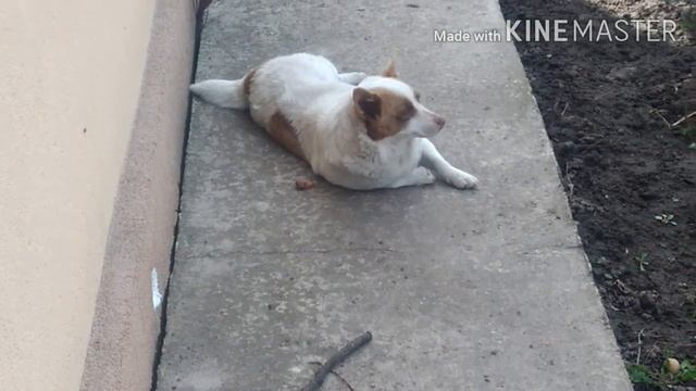 Собаки відпочивають Денний сон Дуже мило #овчарка | Собаки Собачий день Собачья жизнь Про собак смотреть онлайн