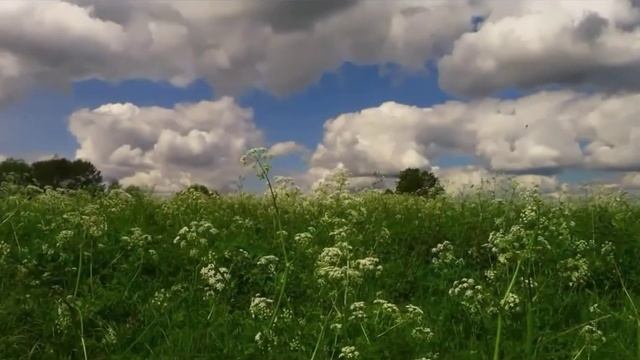 Халезова Татьяна. Стихотворение С. Есенина "Край ты мой заброшенный" смотреть онлайн