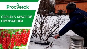 Смородина. Как получить богатый урожай? Обрезка красной смородины.