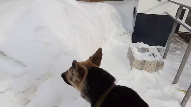 По городу с собакой с длинным поводком. Нетипичная для нас прогулка смотреть онлайн