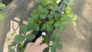 Как выглядит Мурано и Кабрильо на 21 апреля