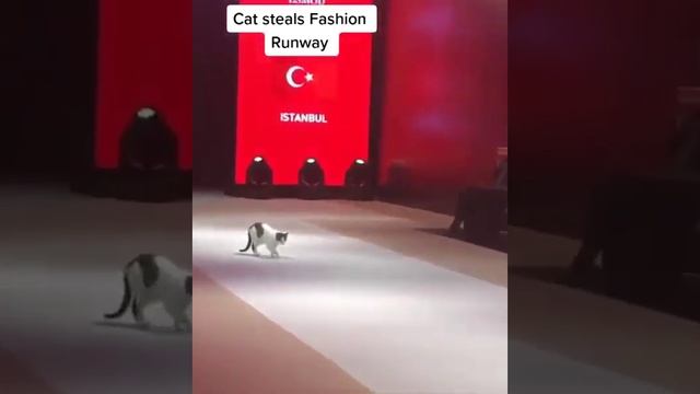 Показ показом - а вылизывание по расписанию!) Модельный кот показал как надо правильно ходить смотреть онлайн