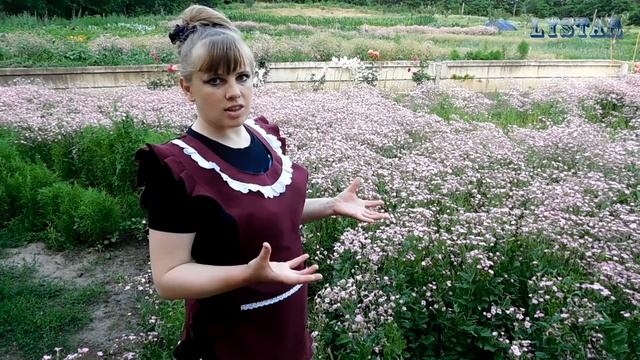Гипсофиловый рай #2. ГИПСОФИЛА выращивание посадка уход вредители болезни подкормка размножение. смотреть онлайн