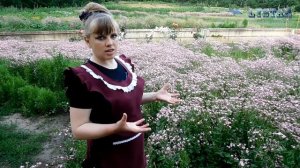 Гипсофиловый рай #2. ГИПСОФИЛА выращивание посадка уход вредители болезни подкормка размножение.