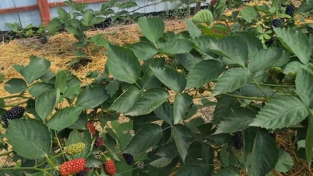 Натчез, ягода превосходна! смотреть онлайн