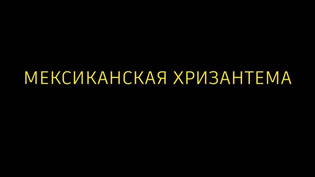 ЧЕМ ПОЛЕЗЕН ПОДСОЛНУХ - как в России из него догадались делать масло? смотреть онлайн