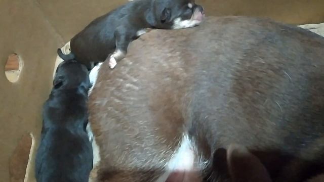 Воробьи купаются а малыши растут. смотреть онлайн