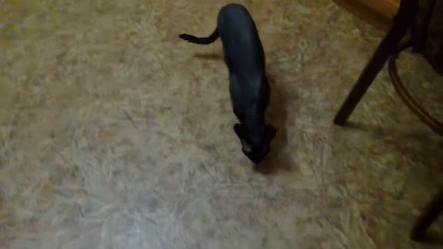 Кошка смотреть онлайн