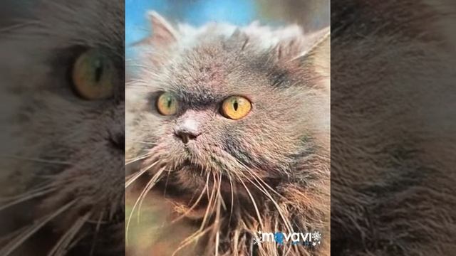 Коллекция Советских открыток с животными! смотреть онлайн