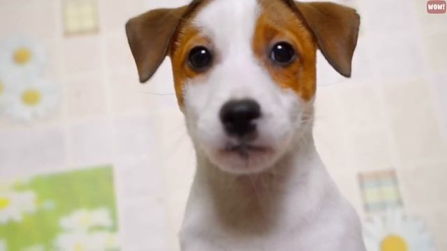 8 Sounds Your Dog Loves смотреть онлайн