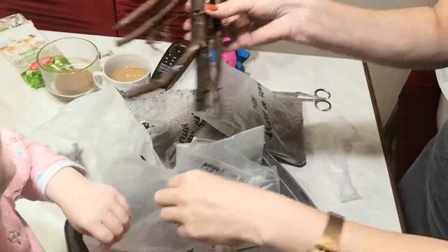 Заказ с сайта "САД С ИГОЛОЧКИ" распаковка посылки смотреть онлайн
