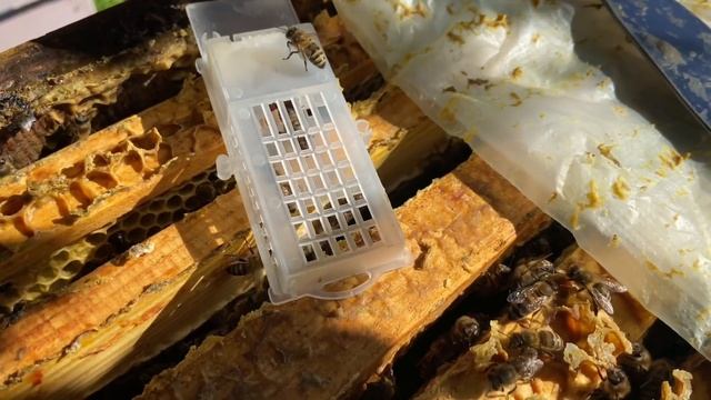 Замена Маток в Ульях на Неплодных Пчеловодство. Матководство смотреть онлайн