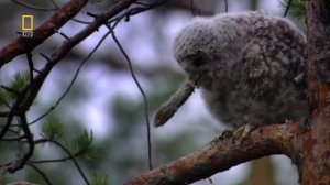 Флора и фауна. Россия.