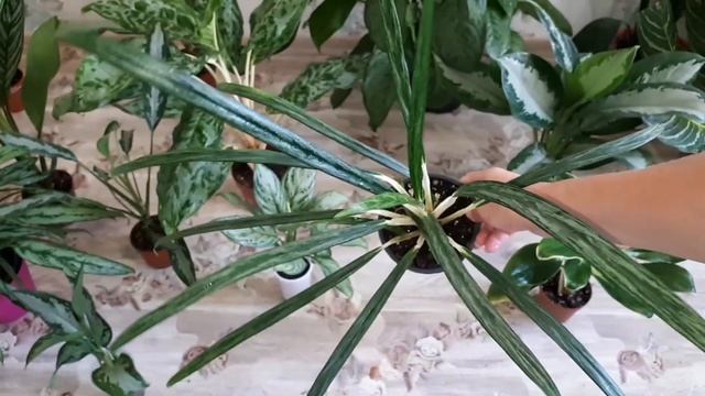 Зеленые Аглаонемы. Green Aglaonema In My Collection,Bai Kao,Karn Kluay,Red Army,White Anyamanee